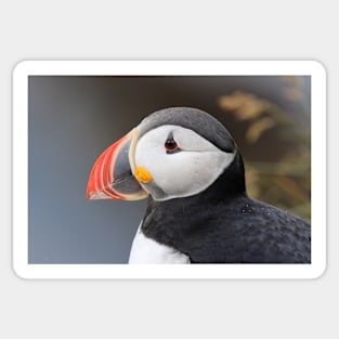 Puffin Sticker